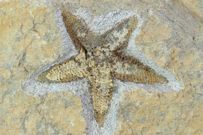 Ordovician Starfish (Petraster?) Fossil - Morocco #100496